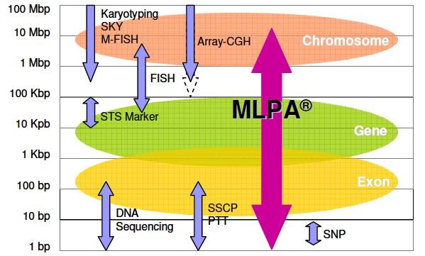  تشخیص انواع حذف ها و ریزحذف های کروموزومی با روش MLPA 